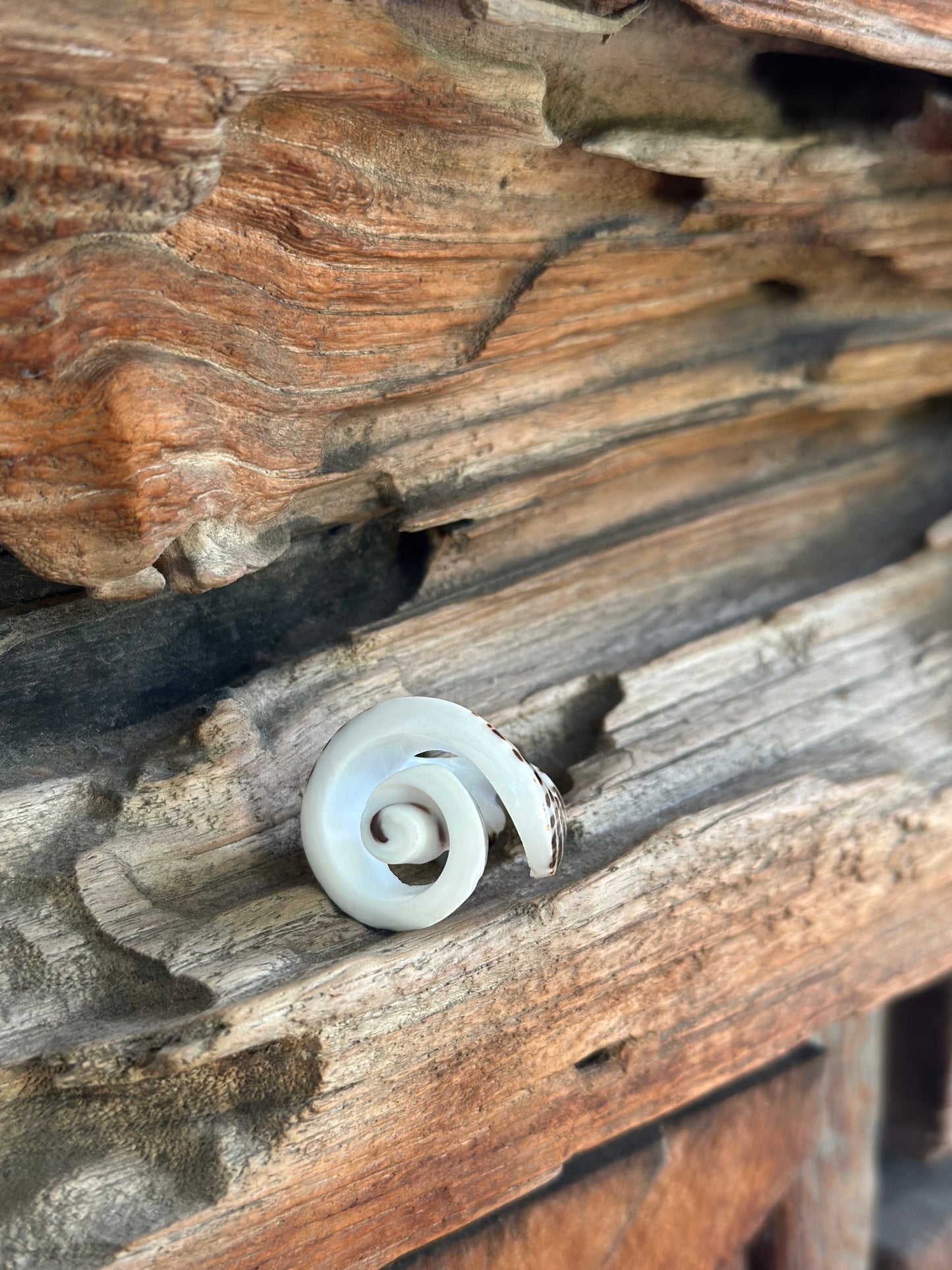 Shell ring